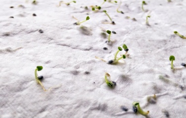 Logo trade advertising product photo of: A4 wildflower seed paper sheet