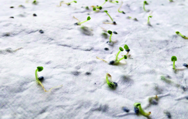 Logotrade meene foto: ASIDA Seemnepaberist visiitkaart