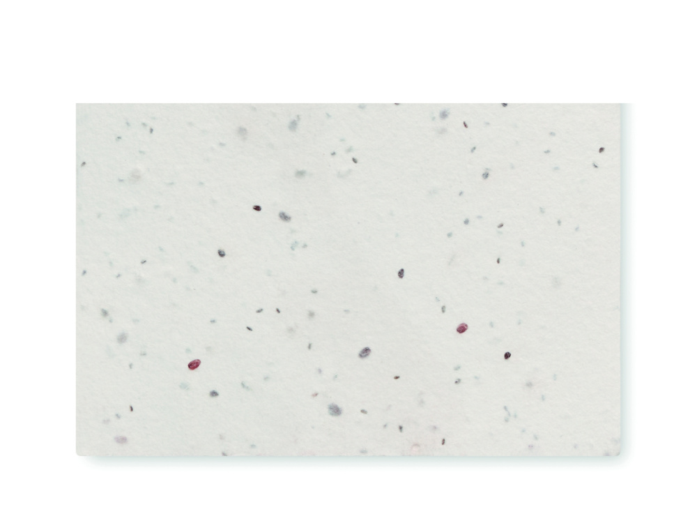 Logotrade mainoslahjat kuva: Luonnonkukkien siementen käynti